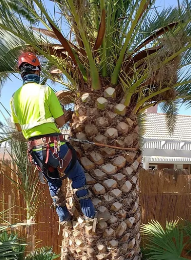 Good Tree Services in Bakersfield