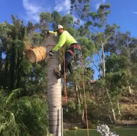 Tree Services in Bakersfield