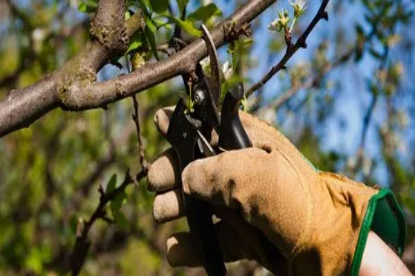 One of the best tree services in Anaheim