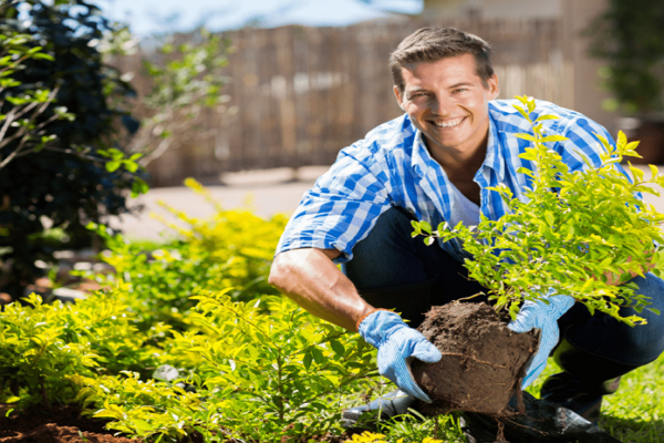 Tree Services Bakersfield
