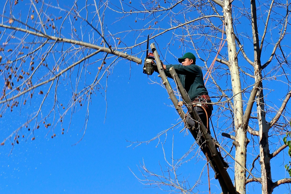 The Best Tree Care Services in Aurora
