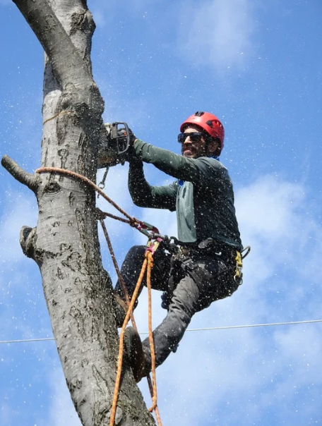 Top Tree Services in Anaheim