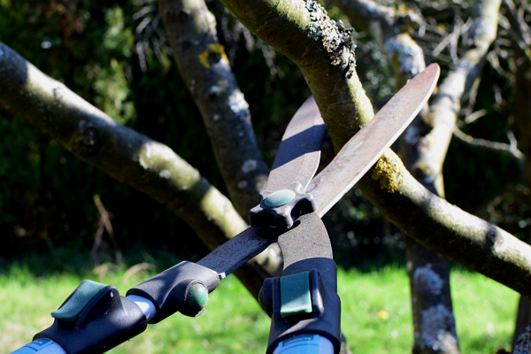 The best tree care services in Arlington