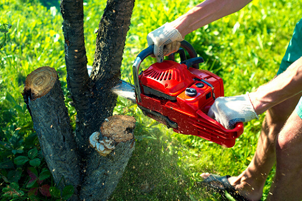 Tree Services in Long Beach