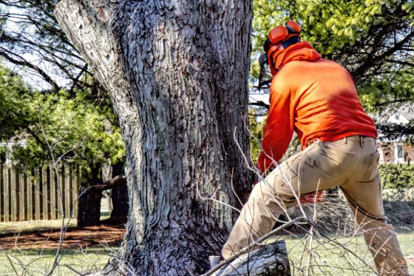Tree Services in Tulsa