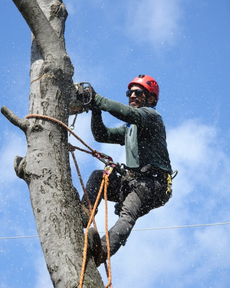 Top Tree Services in Tulsa