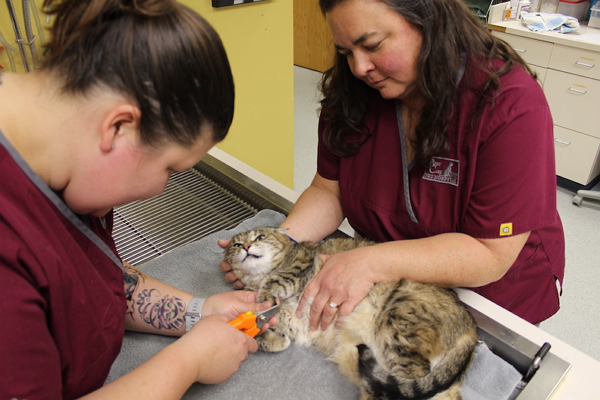 5 Best Pet Care Centre in Omaha, NE