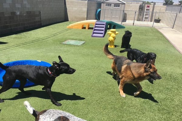 One of the best Doggy Day Care Centre in Bakersfield