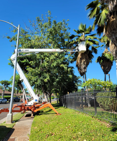 Tree Services in Honolulu