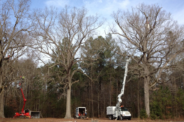 One of the best Arborists in Raleigh