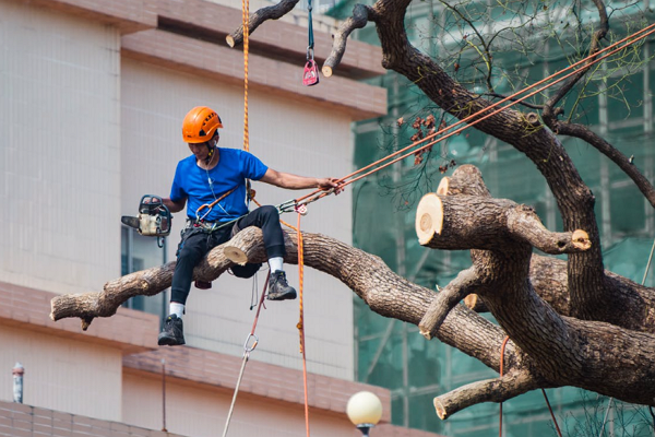 The Best Tree Care Services in Honolulu