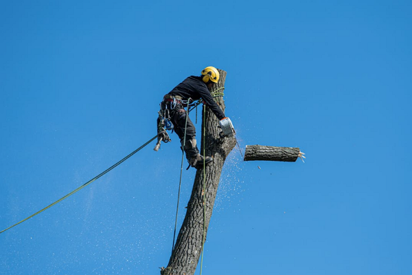 One of the best Tree Services in Honolulu