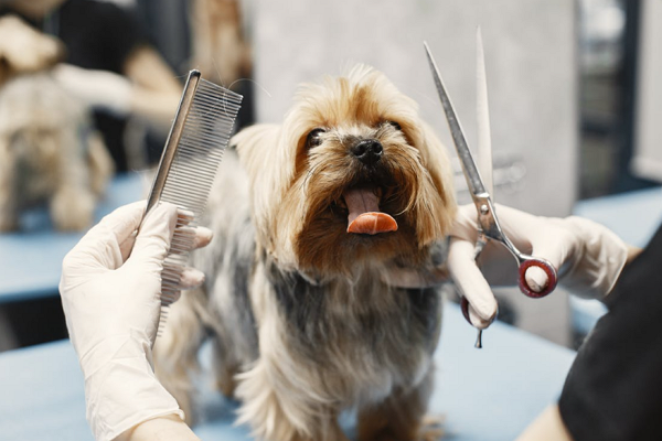 Dog grooming in Cleveland