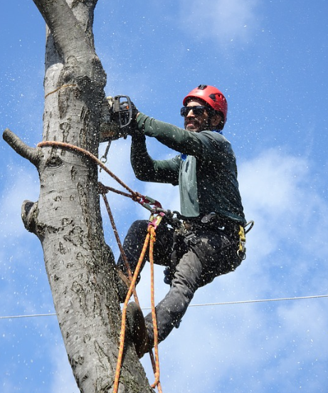  Tree Services Honolulu