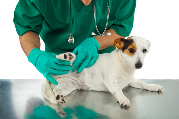 5 Best Pet Care Centre in Arlington, TX