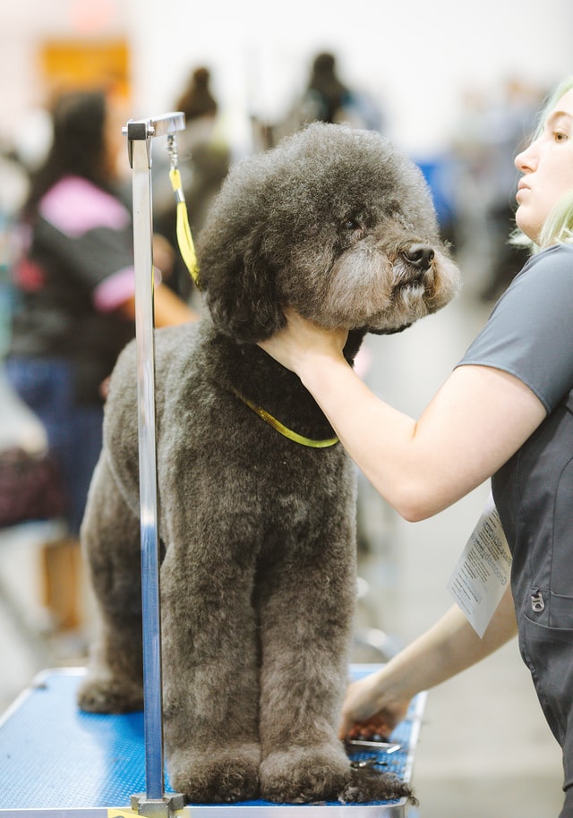 what are the best dog clippers for poodles