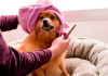 Best Dog Grooming in Tampa