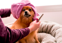 Best Dog Grooming in Tampa