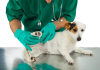 Best Pet Care Centre in Raleigh