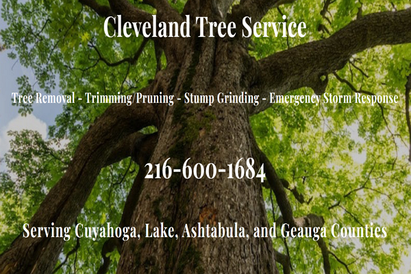 Top Arborists in Cleveland