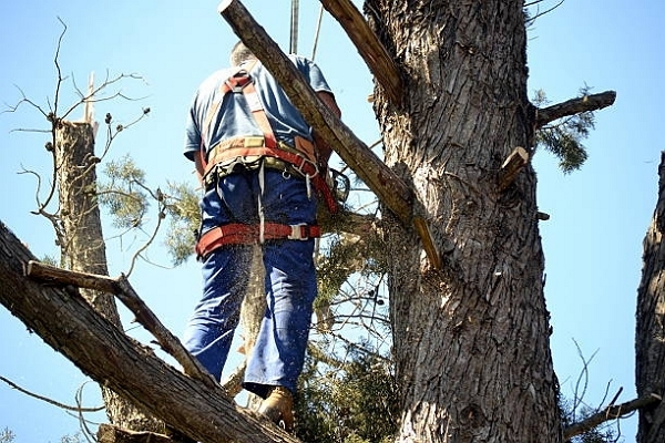 Top Tree Services in Henderson