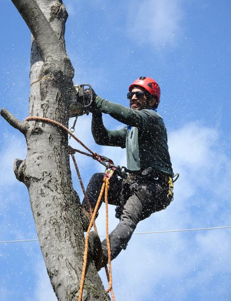 One of the best Tree Services in Miami