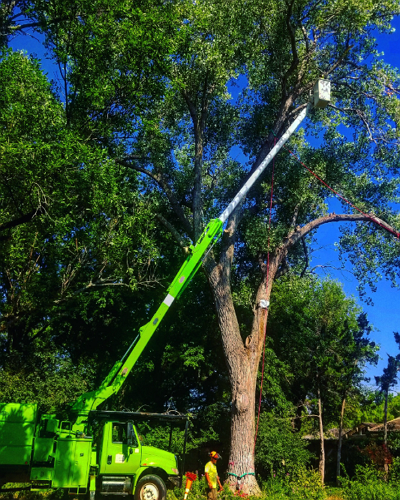 One of the best Tree Services in Wichita