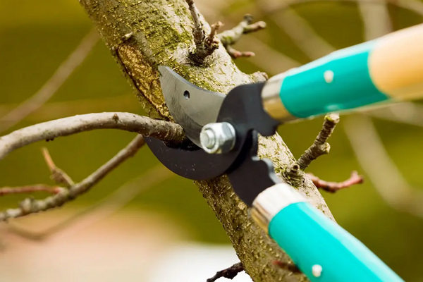 Top Tree Services in Wichita