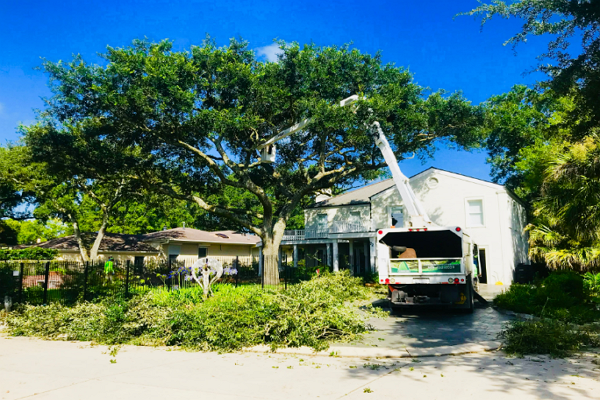 Tree Services New Orleans