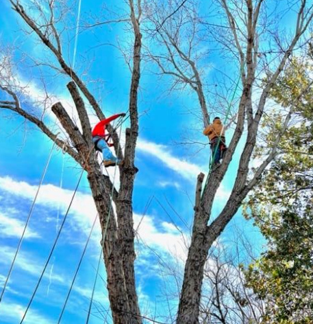 One of the best Arborists in Arlington
