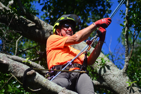Top Tree Services in New Orleans
