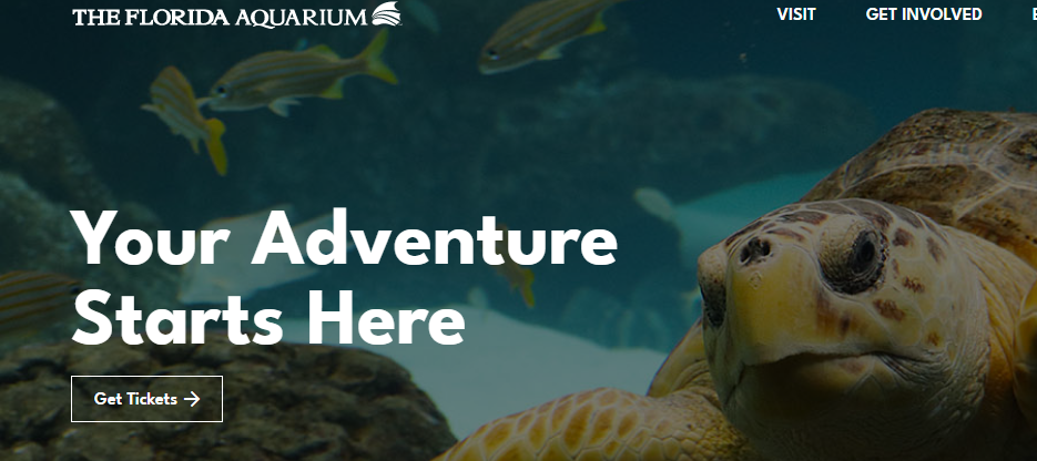 Great Aquariums in Tampa