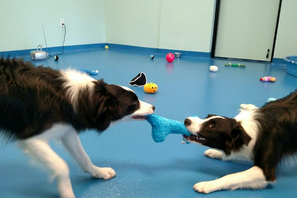 Doggy Day Care Centre Raleigh