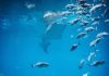 5 Best Aquariums in Tampa