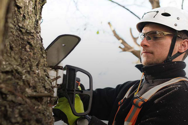 One of the best Arborists in Kansas City