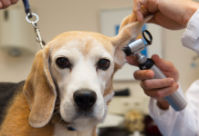 Best Veterinary Clinics in Lexington-Fayette