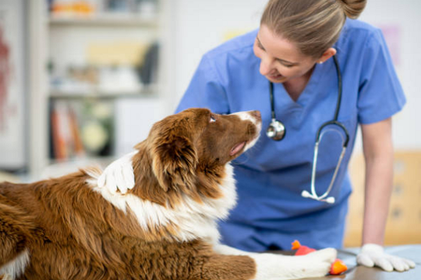 Best Veterinary Clinics in Cincinnati