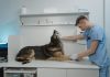 Best Veterinary Clinics in Corpus Christi