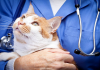 Best Veterinary Clinics in Irvine