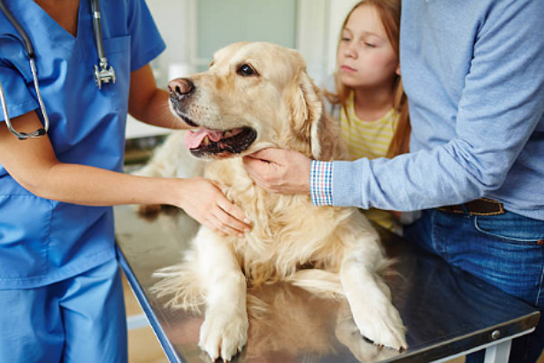 Best Veterinary Clinics in Pittsburgh